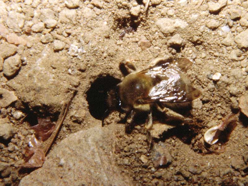Bombetto scavatore ... No. probabile Anthophora